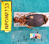  ( - NEONcarabid8339)  @14 [ ] Copyright (2010) National Ecological Observatory Network, Inc. National Ecological Observatory Network (NEON) http://www.neoninc.org/content/copyright