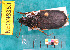  ( - NEONcarabid8353)  @13 [ ] Copyright (2010) National Ecological Observatory Network, Inc. National Ecological Observatory Network (NEON) http://www.neoninc.org/content/copyright