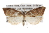  (Seticosta rubicola - CCDB-20276-F11)  @14 [ ] CreativeCommons - Attribution (2013) Andrew J. Frewin Centre for Biodiversity Genomics