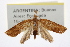  (Platynota meridionalis - CCDB-20276-G12)  @13 [ ] CreativeCommons - Attribution (2013) Andrew J. Frewin Centre for Biodiversity Genomics