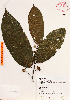  (Guatteria amplifolia - Torres1157)  @11 [ ] Copyright (2012) Martin Ricker Universidad Nacional Autonoma de Mexico, Instituto de Biologia