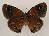  (Calisto mariposa - WI-JAG-957)  @14 [ ] Copyright (2013) by-nc-sa Caribbean Natural History Group