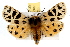  (Grammia hewletti - JLB-0018)  @15 [ ] CreativeCommons - Attribution (2009) Unspecified Centre for Biodiversity Genomics