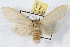  (Leucanopsis perdentata - JLB-0133)  @15 [ ] CreativeCommons - Attribution (2009) Unspecified Centre for Biodiversity Genomics