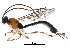  (Polysphincta - BIOUG29814-E04)  @15 [ ] CreativeCommons - Attribution (2016) CBG Photography Group Centre for Biodiversity Genomics