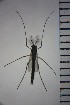  ( - NIESD0054)  @12 [ ] CreativeCommons - Attribution Non-Commercial Share-Alike (2015) Chironomid Group, NIES National Institute for Environmental Studies, Japan