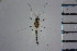 ( - NIESD0059)  @13 [ ] CreativeCommons - Attribution Non-Commercial Share-Alike (2015) Chironomid Group, NIES National Institute for Environmental Studies, Japan