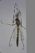  ( - NIESD0061)  @12 [ ] CreativeCommons - Attribution Non-Commercial Share-Alike (2015) Chironomid Group, NIES National Institute for Environmental Studies, Japan