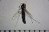  ( - NIESD0124)  @11 [ ] CreativeCommons - Attribution Non-Commercial Share-Alike (2015) Chironomid Group, NIES National Institute for Environmental Studies, Japan