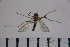  ( - NIESD0198)  @12 [ ] CreativeCommons - Attribution Non-Commercial Share-Alike (2015) Chironomid Group, NIES National Institute for Environmental Studies, Japan