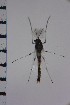  ( - NIESD0213)  @13 [ ] CreativeCommons - Attribution Non-Commercial Share-Alike (2015) Chironomid Group, NIES National Institute for Environmental Studies, Japan