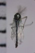 (Psectrocladius yunoquartus - NIESD0276)  @12 [ ] CreativeCommons - Attribution Non-Commercial Share-Alike (2015) Chironomid Group, NIES National Institute for Environmental Studies, Japan