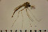  ( - NIESD0323)  @12 [ ] CreativeCommons - Attribution Non-Commercial Share-Alike (2015) Chironomid Group, NIES National Institute for Environmental Studies, Japan