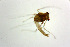  ( - NIESX0063)  @12 [ ] CreativeCommons - Attribution Non-Commercial Share-Alike (2015) Chironomid Group, NIES National Institute for Environmental Studies, Japan