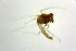  (Nanocladius tamabicolor - NIESX0063)  @12 [ ] CreativeCommons - Attribution Non-Commercial Share-Alike (2015) Chironomid Group, NIES National Institute for Environmental Studies, Japan