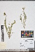  (Astragalus tibetanus - Astr25)  @11 [ ] Copyright (2021) Unspecified Institute of Botany, Academy of Sciences of Uzbekistan