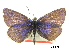  (Plebejus anna spiekeri - BIOUG36855-C04)  @11 [ ] CreativeCommons - Attribution (2017) Jacopo D'Ercole Centre for Biodiversity Genomics