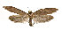  (Procometis acutipennis - DP09142)  @11 [ ] Copyright (2010) Unspecified Research Collection of W. and J. De Prins