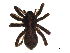  (Pardosa uintana - 09-PROBE-08155)  @13 [ ] CreativeCommons - Attribution (2010) Unspecified Centre for Biodiversity Genomics