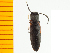  (Corymbitodes nikkoensis - Cnik1)  @13 [ ] Copyright (2013) Unspecified Specimen depository of the Graduate School of Natural Sciences, Nagoya City University