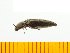  (Limoniscus niponensis - Lnip1)  @13 [ ] Copyright (2013) Unspecified Specimen depository of the Graduate School of Natural Sciences, Nagoya City University