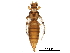  (Elixothrips - BIOUG28592-G03)  @14 [ ] CreativeCommons - Attribution (2016) CBG Photography Group Centre for Biodiversity Genomics