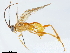  (Homolobinae - BIOUG28731-E04)  @14 [ ] CreativeCommons - Attribution (2019) CBG Photography Group Centre for Biodiversity Genomics