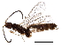  (Orthocentrus Malaise2938 - BIOUG29416-G09)  @13 [ ] CreativeCommons - Attribution (2016) CBG Photography Group Centre for Biodiversity Genomics