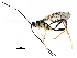  ( - BIOUG29677-C12)  @14 [ ] CreativeCommons - Attribution (2016) CBG Photography Group Centre for Biodiversity Genomics