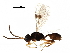  (Leiophron Malaise4456 - BIOUG29804-E04)  @14 [ ] CreativeCommons - Attribution (2017) CBG Photography Group Centre for Biodiversity Genomics