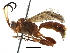  (Barichneumon Malaise8497 - BIOUG28397-G11)  @14 [ ] CreativeCommons - Attribution (2016) CBG Photography Group Centre for Biodiversity Genomics