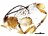  (Diolcogaster Choi53 - BIOUG30966-F07)  @13 [ ] CreativeCommons - Attribution (2016) CBG Photography Group Centre for Biodiversity Genomics