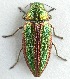  (Buprestis aurulenta - JMCA-1081)  @15 [ ] CreativeCommons - Attribution (2016) Jim Moore Centre for Biodiversity Genomics