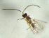  (Anagrus sp - Dow-L-115)  @11 [ ] CreativeCommons - Attribution Non-Commercial Share-Alike (2016) E. Villa-Galaviz University of Bristol