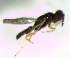  (Chrysocharis sp. 1 - Troop-57)  @11 [ ] CreativeCommons - Attribution Non-Commercial Share-Alike (2016) E. Villa-Galaviz University of Bristol