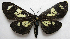  (Gnophaela latipennis - BIOUG06722-D06)  @14 [ ] CreativeCommons - Attribution (2012) CBG Photography Group Centre for Biodiversity Genomics