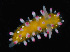  (Cadlinella ornatissima - JOD_0225)  @11 [ ] CreativeCommons - Attribution Non-Commercial Share-Alike (2015) Matthieu Leray National Museum of Natural History, Smithsonian Institution