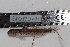  (Gobius couchi - JR290820-01)  @11 [ ] CreativeCommons  Attribution Non-Commercial (by-nc) (2020) Julien Renoult CNRS