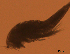  (Ectinosoma melaniceps - CCDB-31231.E11)  @11 [ ] CreativeCommons  Attribution Non-Commercial Share-Alike  Jessica Schultz Centre for Biodiversity Genomics