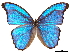  (Morpho godarti - BIOUG44550-B04)  @11 [ ] CreativeCommons - Attribution (2018) CBG Photography Group Centre for Biodiversity Genomics