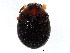  (Caenocara bicolor - BIOUG00971-F08)  @14 [ ] CreativeCommons - Attribution (2011) CBG Photography Group Centre for Biodiversity Genomics