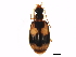  (Lebia fuscata - BIOUG00972-B09)  @16 [ ] CreativeCommons - Attribution (2011) CBG Photography Group Centre for Biodiversity Genomics