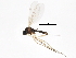  (Corynoptera melanochaeta - 10JSROW-1082)  @14 [ ] CreativeCommons - Attribution (2011) CBG Photography Group Centre for Biodiversity Genomics