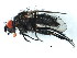  (Eustalomyia festiva - BIOUG00825-B03)  @14 [ ] CreativeCommons - Attribution (2011) CBG Photography Group Centre for Biodiversity Genomics