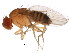  (Drosophila barbarae - BIOUG00978-B09)  @12 [ ] CreativeCommons - Attribution (2011) CBG Photography Group Centre for Biodiversity Genomics