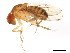  (Drosophila immigrans - BIOUG01336-G01)  @15 [ ] CreativeCommons - Attribution (2011) CBG Photography Group Centre for Biodiversity Genomics