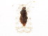  (Corythucha marmorata - BIOUG01012-H02)  @15 [ ] CreativeCommons - Attribution (2011) CBG Photography Group Centre for Biodiversity Genomics