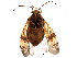  (Lygus - BIOUG01019-F05)  @15 [ ] CreativeCommons - Attribution (2011) CBG Photography Group Centre for Biodiversity Genomics