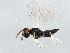  (Baryscapus fumipennis - BIOUG01029-F12)  @13 [ ] CreativeCommons - Attribution (2011) CBG Photography Group Centre for Biodiversity Genomics