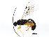  (Ichneumonidae - BIOUG01032-D12)  @16 [ ] CreativeCommons - Attribution (2011) CBG Photography Group Centre for Biodiversity Genomics